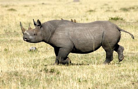 Western black rhino declared extinct in 2011 - journalists reporting ...