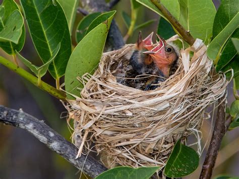 Red-winged Blackbird Nesting (All You Need To Know) | Birdfact