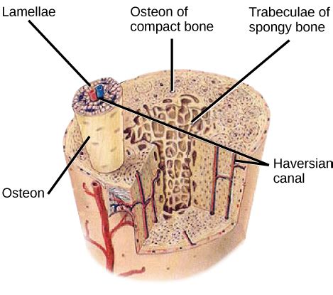 Difference Between Lamellae and Lacunae | Lamellae vs Lacunae