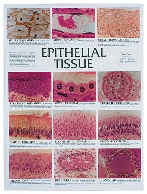 an image of the epithellal tissue in different stages of development ...