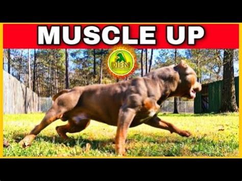 Tips for American Bully Dog MUSCLE Exercise and Training [Updated Guide]