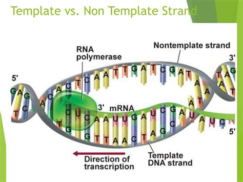 PPT - DNA Transcription and Translation PowerPoint Presentation, free ...