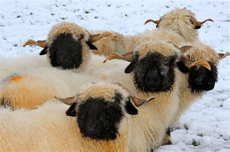 Valais Blacknose Sheep :) | Valais blacknose sheep, Sheep, Cute sheep