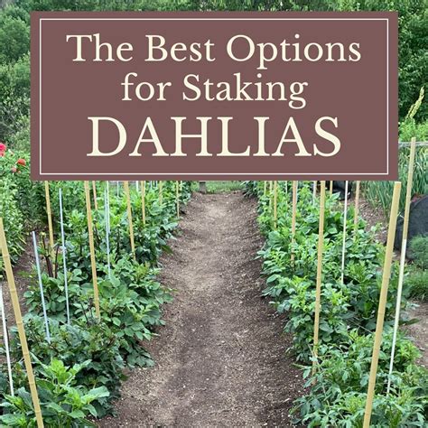 The Best Options for Staking Dahlias - Longfield Gardens