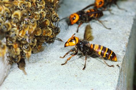 Absurd Creature of the Week: The Huge, Bee-Decapitating Hornet That Can ...