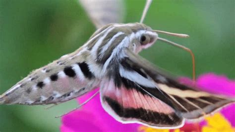 Hummingbird Hawk Moth l Often Mistaken For a Hummingbird