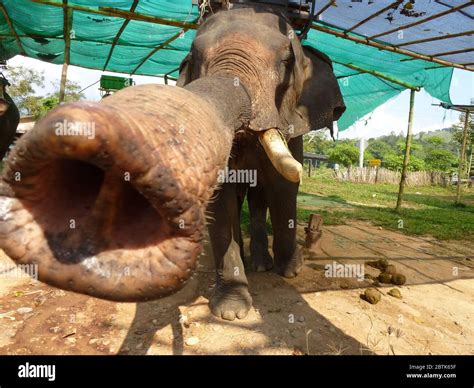 Funny elephant is showing his long proboscis Stock Photo - Alamy