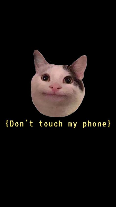 Funny Cat Meme Wallpaper