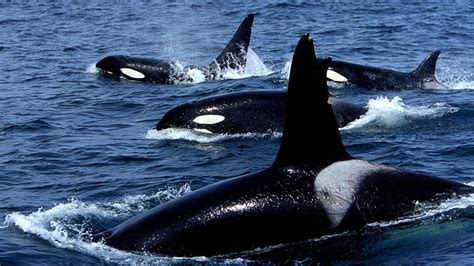 Watch: Video shows 1st detailed evidence of killer whales hunting ...