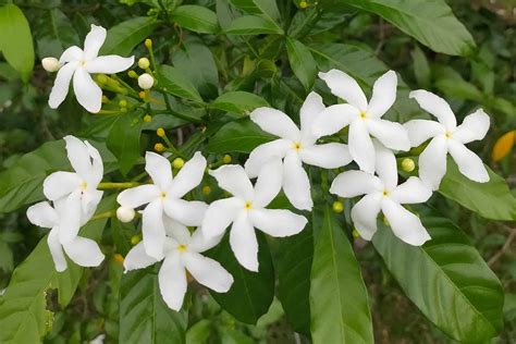 Night Blooming Jasmine Planting Spacing