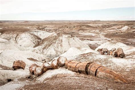 Petrified Forest | Petrified forest national park, Petrified forest ...