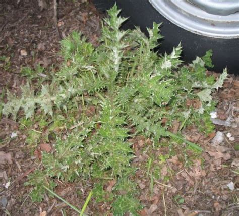 Sticky Weed Identification - Worst Weed Ever (well, almost ...