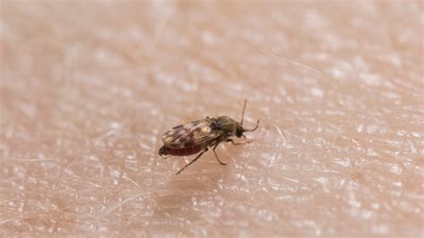 Explosion of biting midges in SA - ABC listen