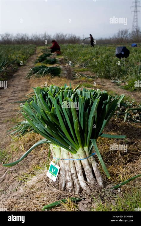 Calcot onion farming Spain Stock Photo - Alamy