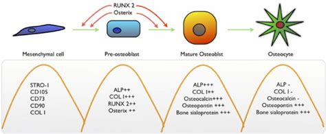 Figure 2. A list of differentiation markers for MSCs, pre-osteoblasts ...