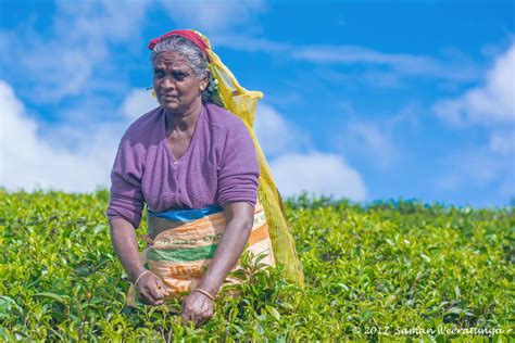 Sri Lankan Traditional Tea Pluckers, Sri Lanka