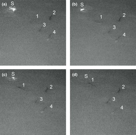 Nocturnal scene of one allis shad spawning act (S), showing four ...