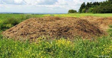 How To Use Chicken Poop Fertilizer (Manure) In The Garden