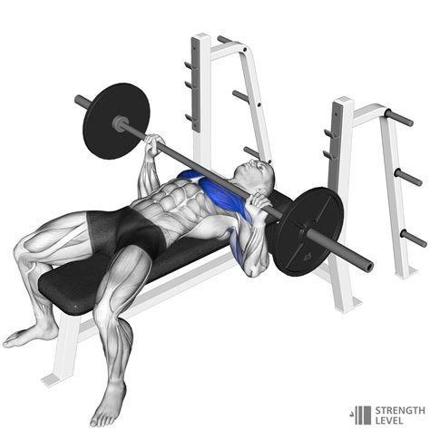 Bench Press Standards for Men and Women (lb) - Strength Level