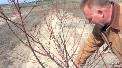 Pruning a Two-Year Old Peach Tree - YouTube