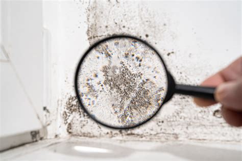 How to identify toxic black mold in your home [with images] | Engage ...