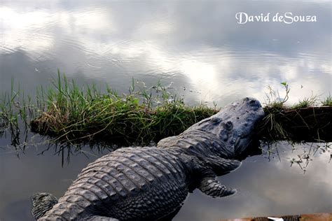 Gatorland Alligator farm | Orlando ~ DAVID