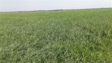 Rhodes Grass best price to Buy We are the Largest Exporter of Rhodes ...