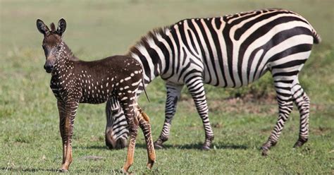 Adorably Rare Baby Zebra Was Born With Polka Dots Instead Of Stripes ...