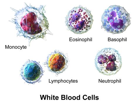 Células Mieloides Blancas: Histología | Concise Medical Knowledge