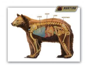 Bear Anatomy and Shot Placement Guide – Hunting Tips and Tricks