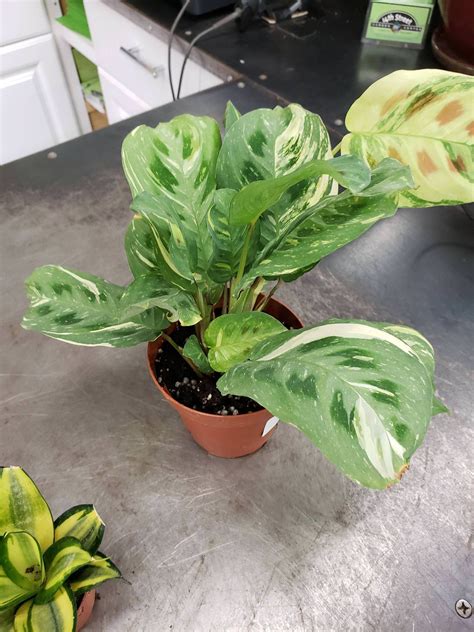 Variegated prayer plant for $6 😍 : houseplants