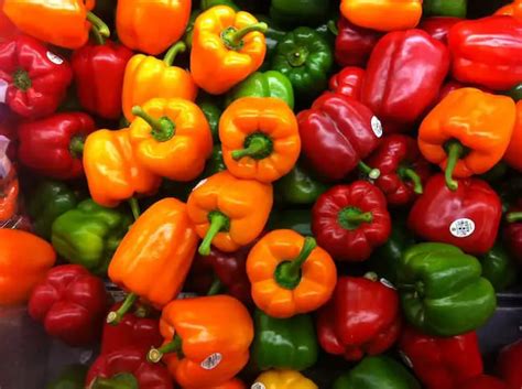 Growing Bell Peppers : How to Grow Bell Peppers Indoors from Seeds