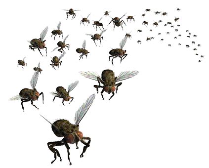 Flies PNG Images Transparent Free Download