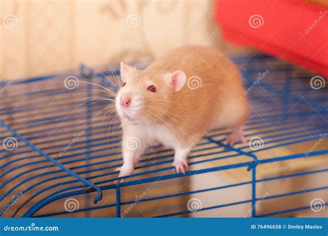 Ginger domestic rat stock photo. Image of ginger, macro - 76496658