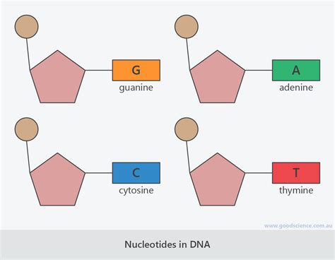 Nucleotides DNA Diagram Labeled Simple