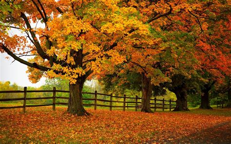 🔥 [70+] Autumn Trees Wallpapers | WallpaperSafari