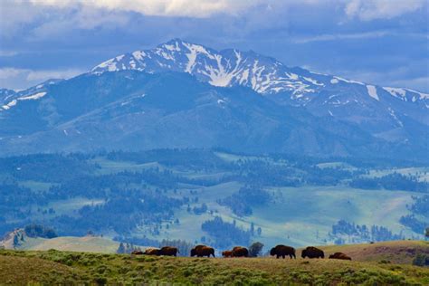 Yellowstone in June | Trails Unblazed