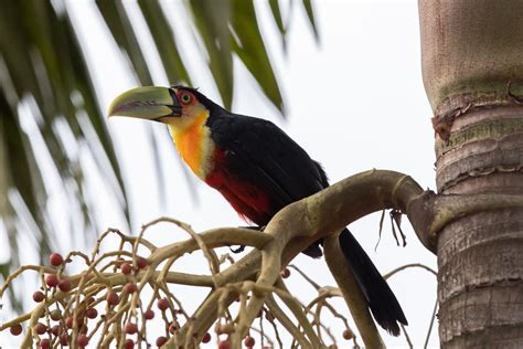 Red-breasted Toucan or Green-billed Toucan (Ramphastos dic… | Flickr