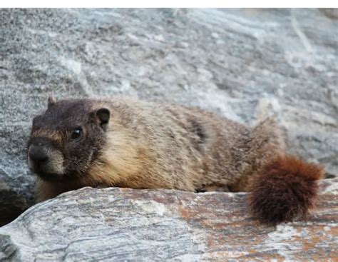 Yellow-Bellied Marmot - Facts, Diet, Habitat & Pictures on Animalia.bio