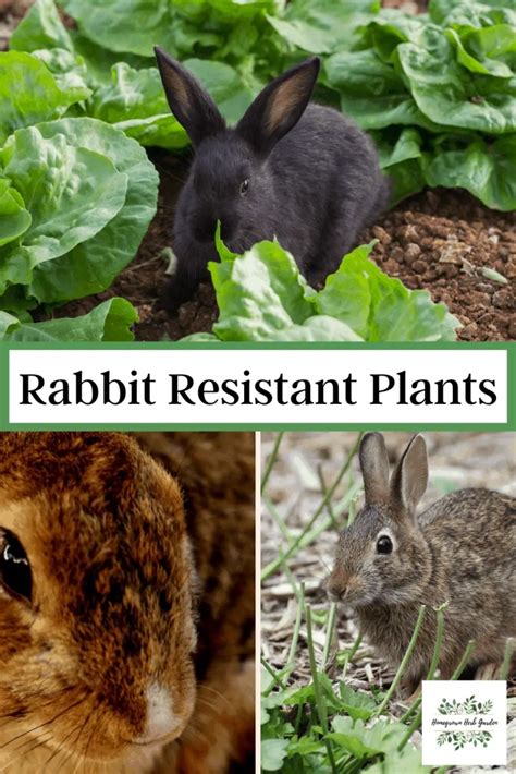 Rabbit Resistant Herbs To Grow Today - Homegrown Herb Garden