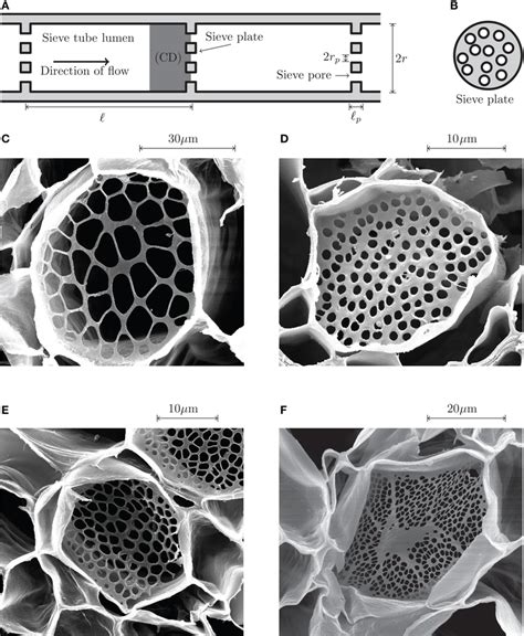 Phloem sieve tube geometry. (A) Schematics of a sieve tube. Adjacent ...