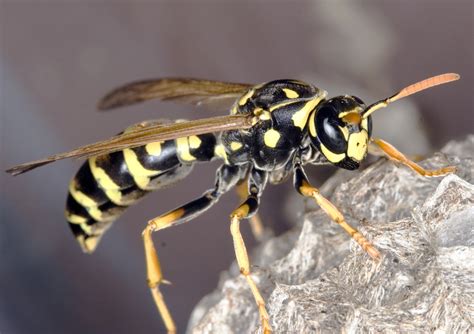 Bee, wasp or hornet nest: Which one is it? - Gardening in Michigan