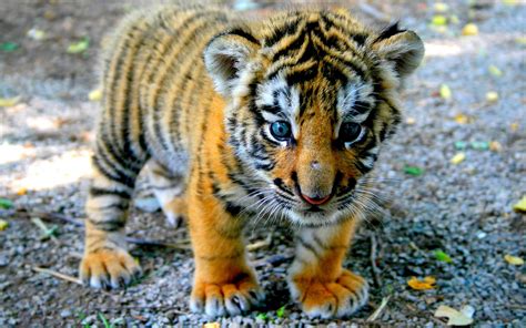 Cute Baby Tiger Wallpaper (68+ images)