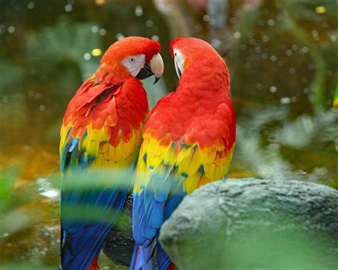 8 Top Colorful Parrot Species