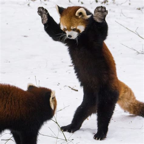 These Red Pandas Playing in the Snow Are Adorable