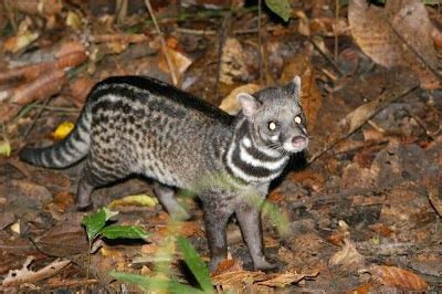 Malabar Large-spotted Civet