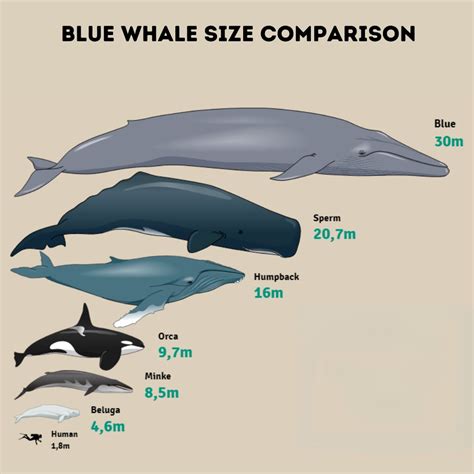 Blue Whale Size Comparison: Discover How Big They Really Are – Ocean ...