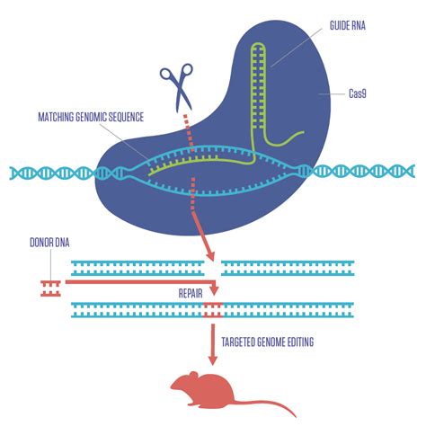 Crispr Cas 9 Diagram