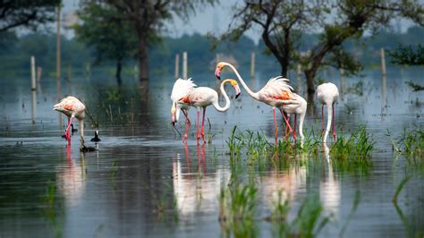 Greater flamingo at Keoladeo National Park or Bharatpur Bird Sanctuary ...