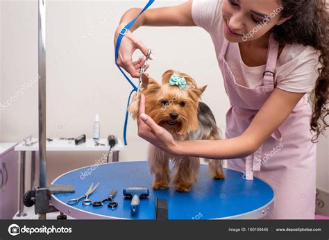 Groomer grooming dog Stock Photo by ©AllaSerebrina 160109446